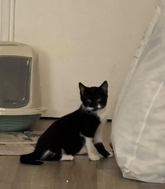 chatte lost   59400 Cambrai Abby