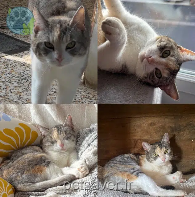 kat lost   59400 Cambrai Mangue