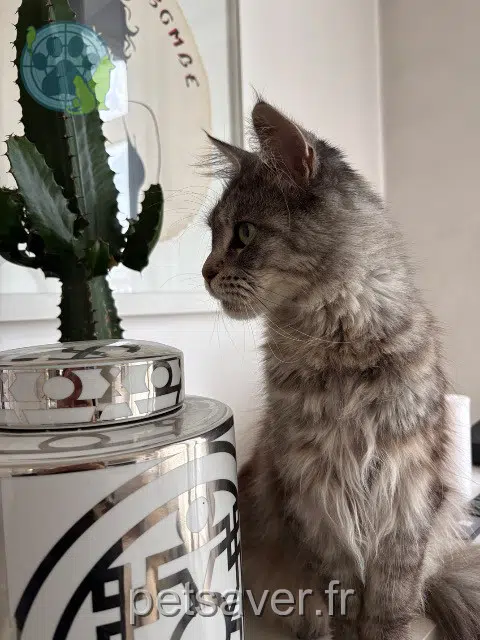 chatte lost   59400 Cambrai Milla