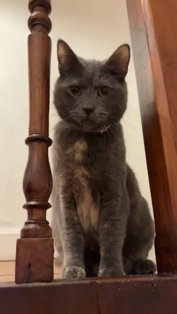 chatte lost   59400 Cambrai Ruby