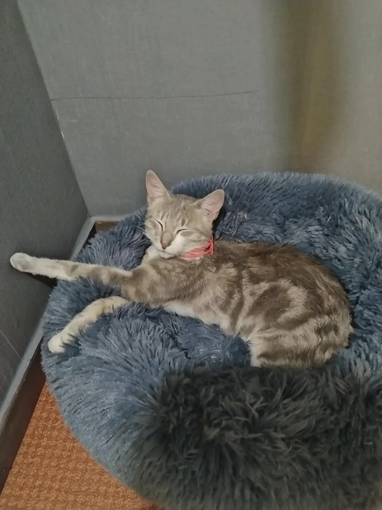 Chatte Perdue 59 Nord - Cannelle Chatte Perdue 59 Nord - Cannelle