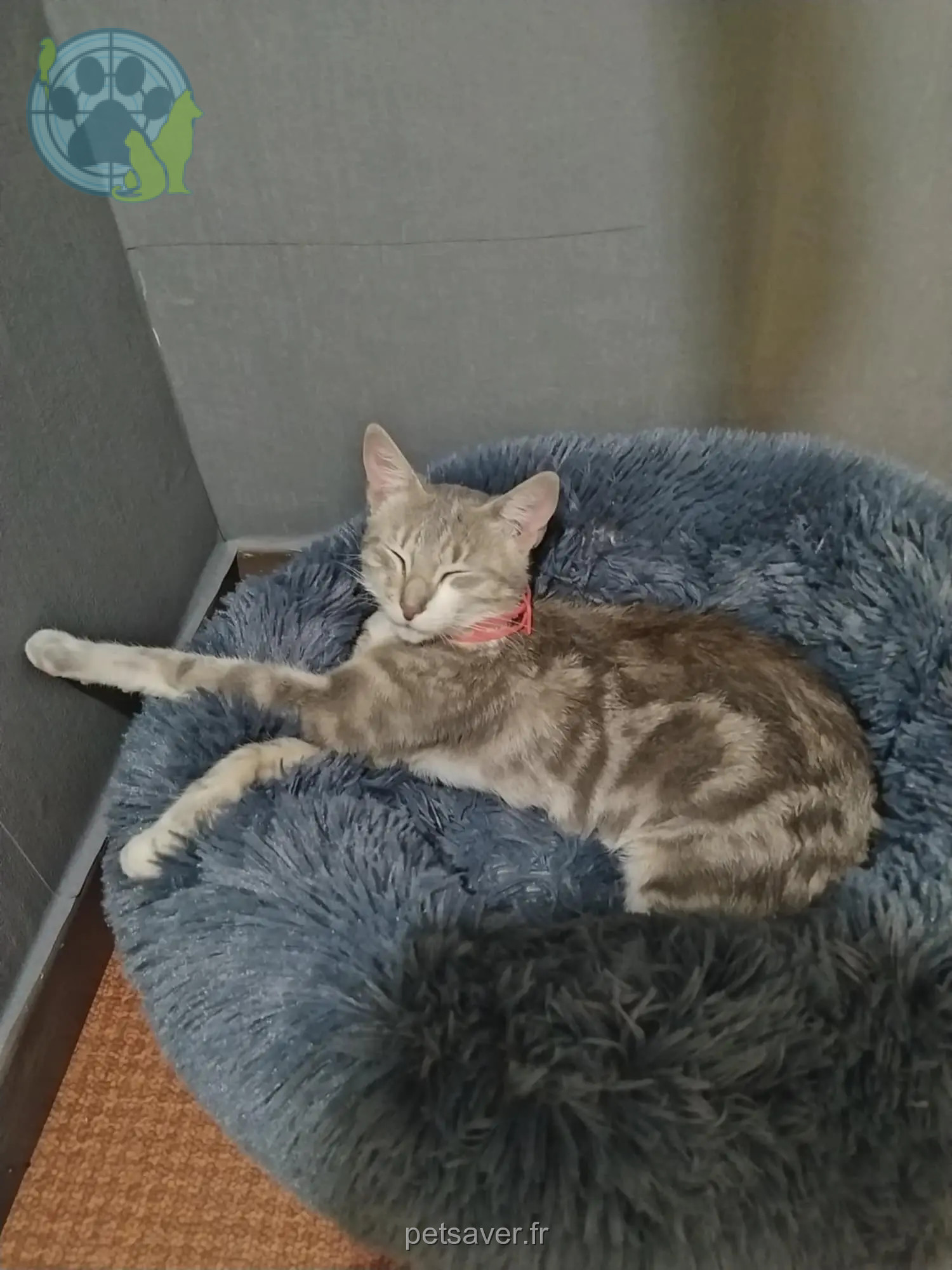 Chatte Perdue 59 Nord - Cannelle Chatte Perdue 59 Nord - Cannelle
