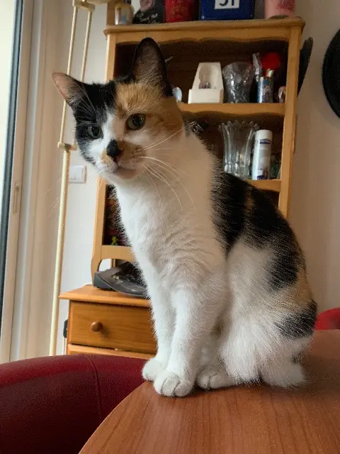 chatte lost   59100 Roubaix Cannelle