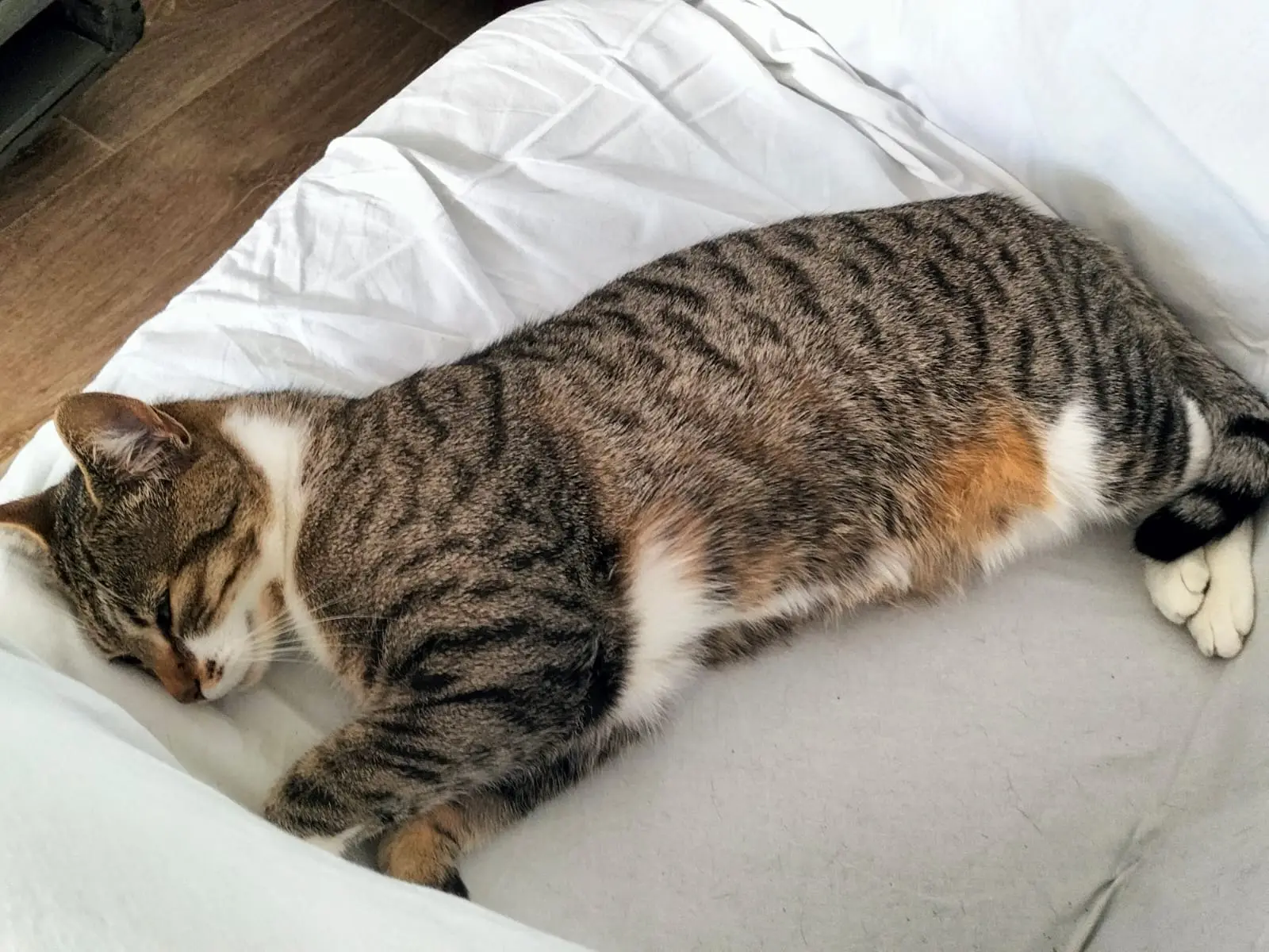 Chatte Perdue 59 Nord - Catherine Chatte Perdue 59 Nord - Catherine