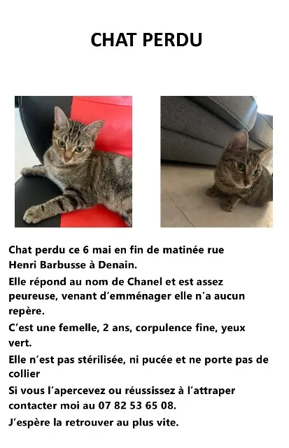 chatte lost   59220 Denain Chanel
