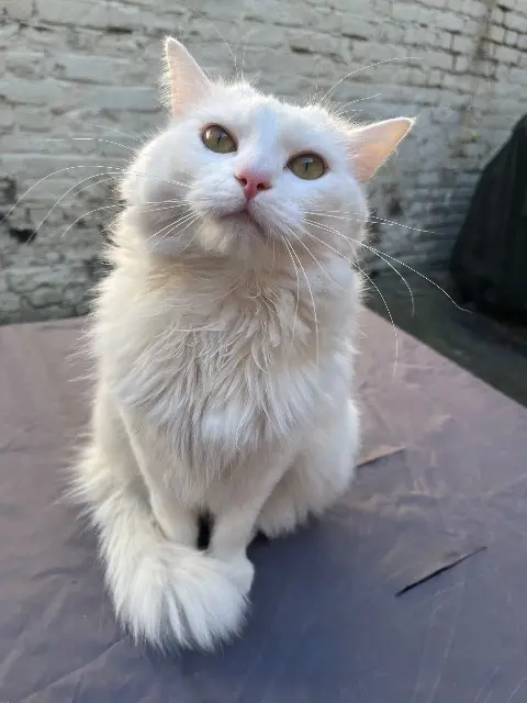 chatte lost   59100 Roubaix Chanel