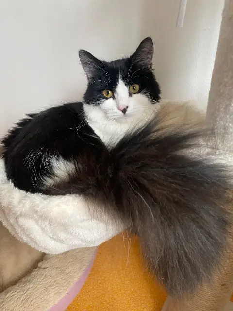 chatte lost   59150 Wattrelos Chara