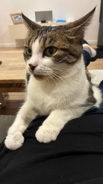 chatte lost   59132 Trélon Chocapic