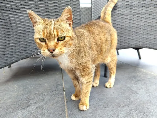 chatte lost   59660 Merville Choupette