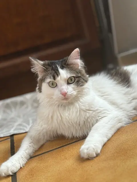 chatte lost   59200 Tourcoing Cookies