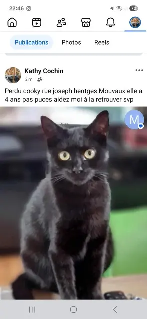 chatte lost   59420 Mouvaux Cooky