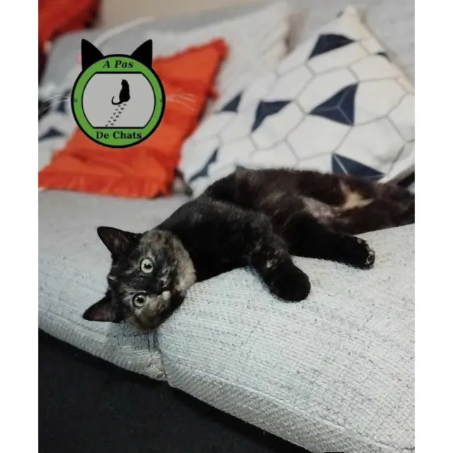 chatte lost   59780 Willems Coquelicot