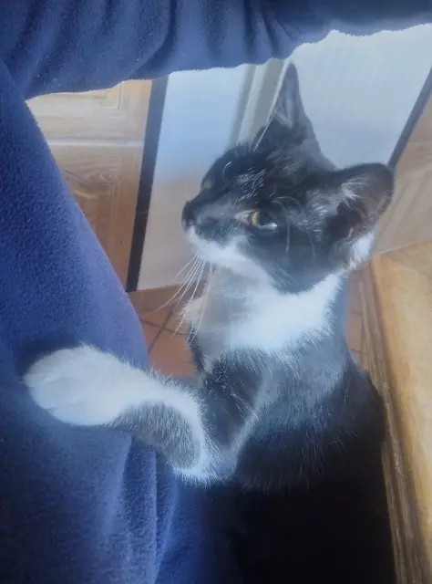 chatte lost   59190 Hazebrouck Crapule