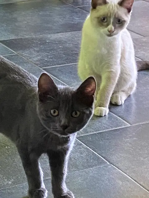 chatte lost   59117 Wervicq-Sud Daisy