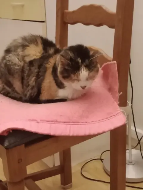 chatte lost   59165 Auberchicourt Danette