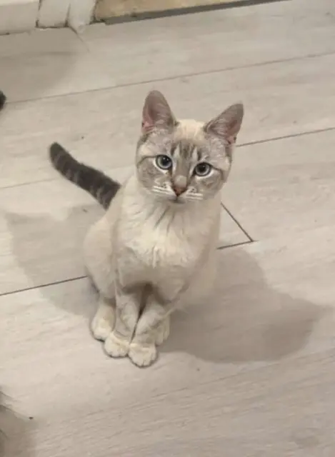 chatte perdue 59410 Anzin Dehlia chatte lost 59410 Anzin Dehlia