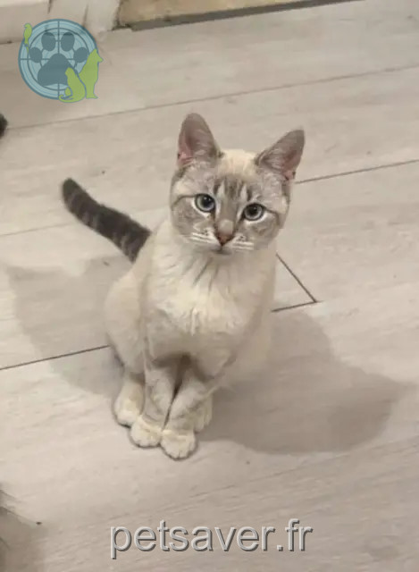 kat vermist 59410 Anzin Dehlia kat lost 59410 Anzin Dehlia