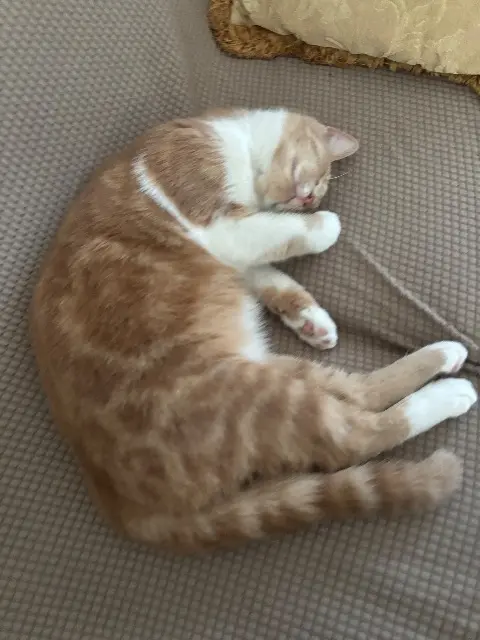 chatte lost   59920 Quiévrechain Djoudjou