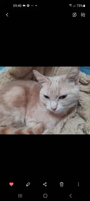 chatte lost   59242 Templeuve-en-Pévèle Doris
