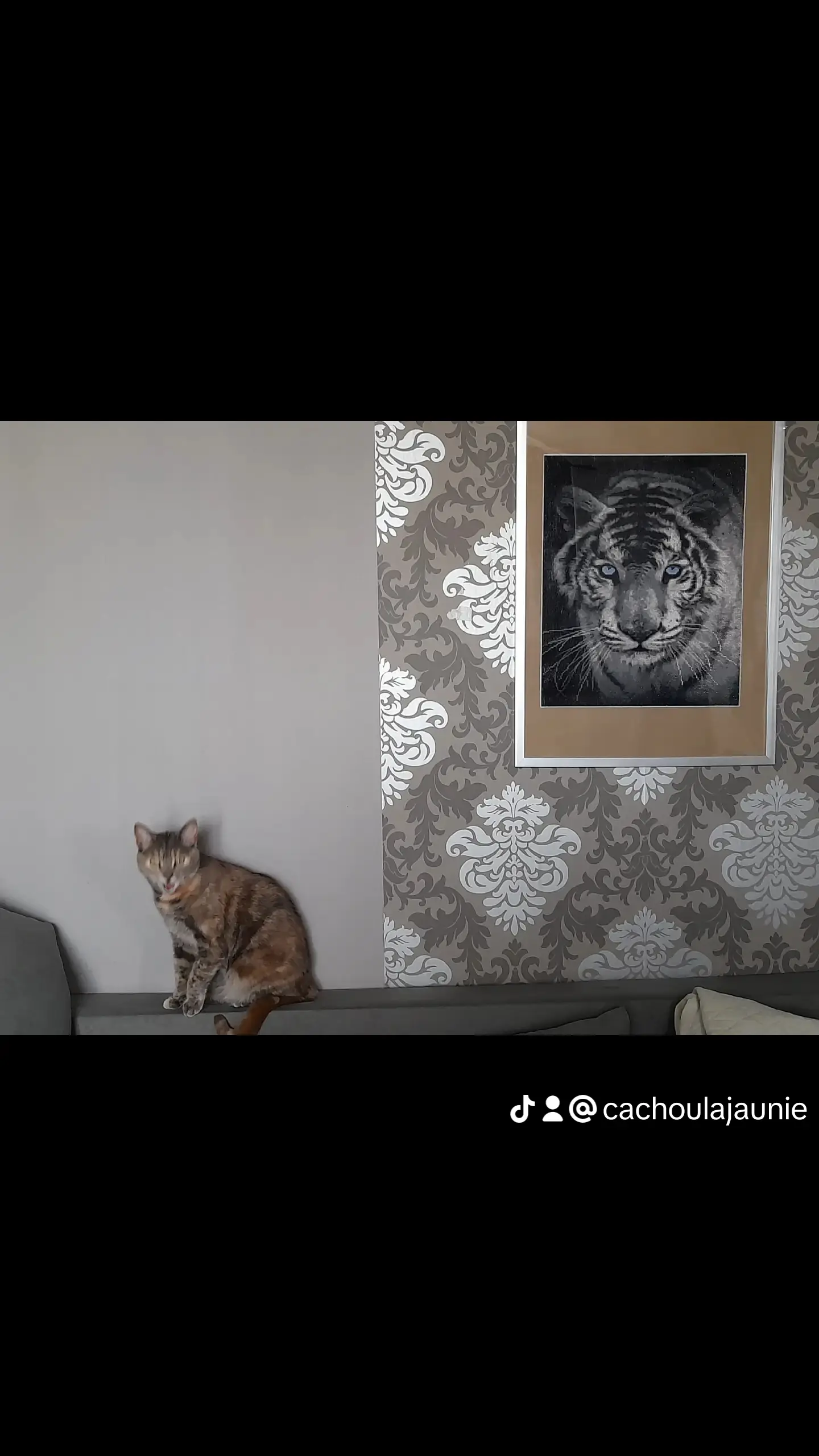 Chatte Perdue 59 Nord Douai - Raven Chatte Perdue 59 Nord Douai - Raven