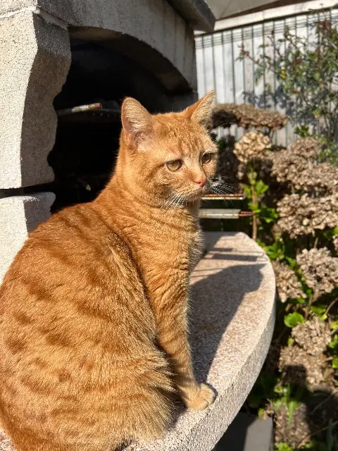 chatte lost    Dunkerque Kiara