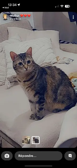 chatte perdue Dunkerque Leïa chatte lost Dunkerque Leïa