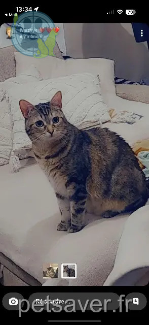 chatte perdue Dunkerque Leïa chatte lost Dunkerque Leïa