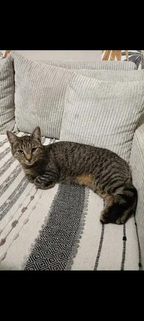 chatte lost    Dunkerque Sia ou ushy