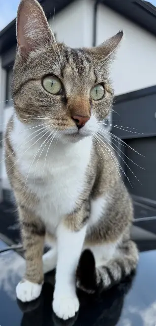 chatte lost   59310 Faumont Fidji