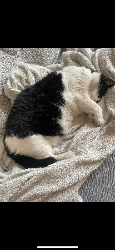 Chatte Perdue 59 Nord - Fidji Chatte Perdue 59 Nord - Fidji