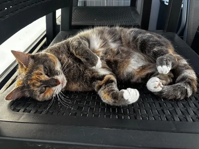 chatte lost   59190 Hazebrouck Fifille