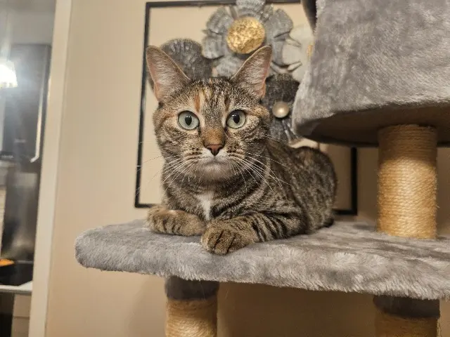 chatte lost   59690 Vieux-Condé Fifille