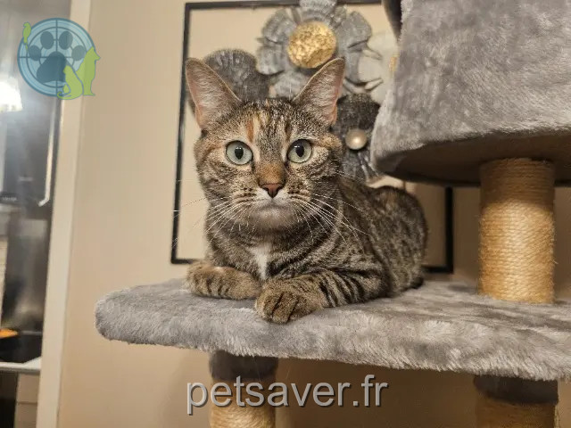 cat lost 59690 Vieux-Condé Fifille cat lost 59690 Vieux-Condé Fifille