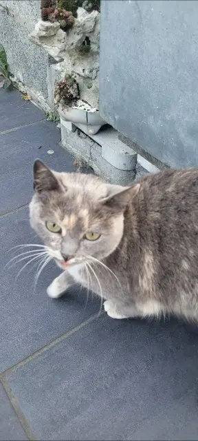 chatte lost   59200 Tourcoing Filousse