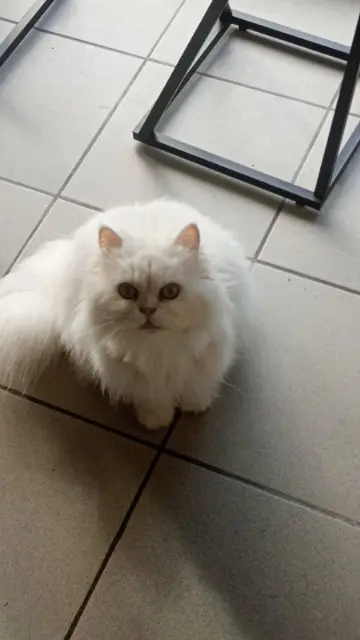 chatte lost   59150 Wattrelos Flocon