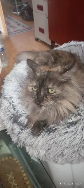 chatte lost   59100 Roubaix Freya