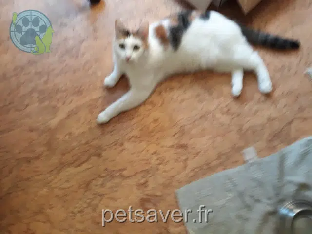 chatte lost 59760 Grande-Synthe Fripouille