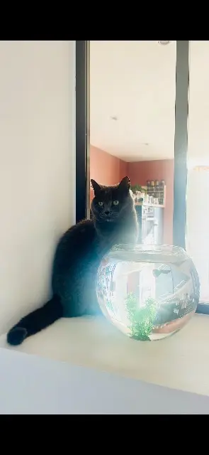 chatte lost   59211 Santes Fripouille