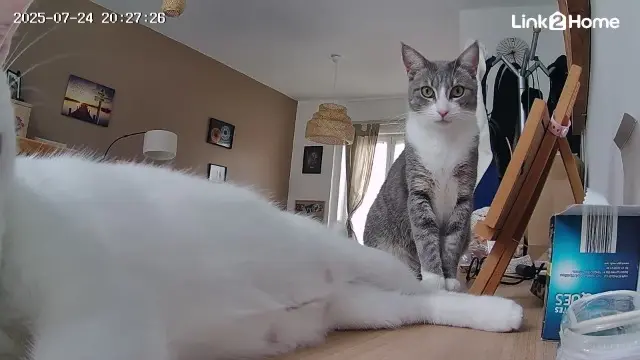 chatte lost   59390 Lys-lez-Lannoy Fripouille