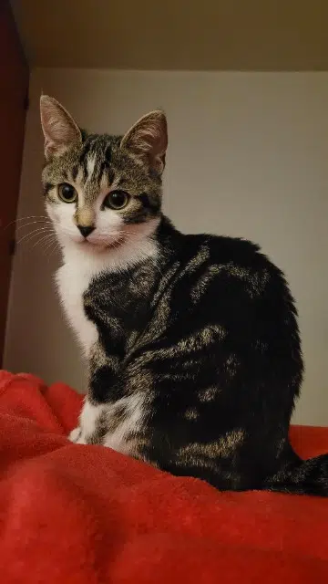 chatte lost   59100 Roubaix Gabrielle