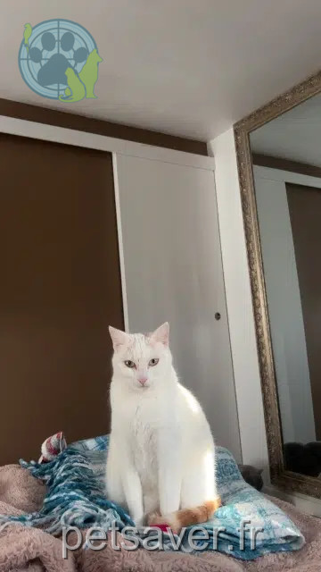 chatte lost   59185 Provin Gaia