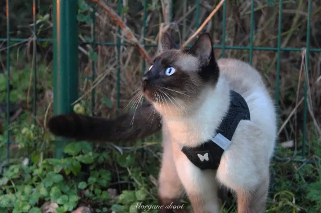 chatte lost   59132 Eppe-Sauvage Galaxy