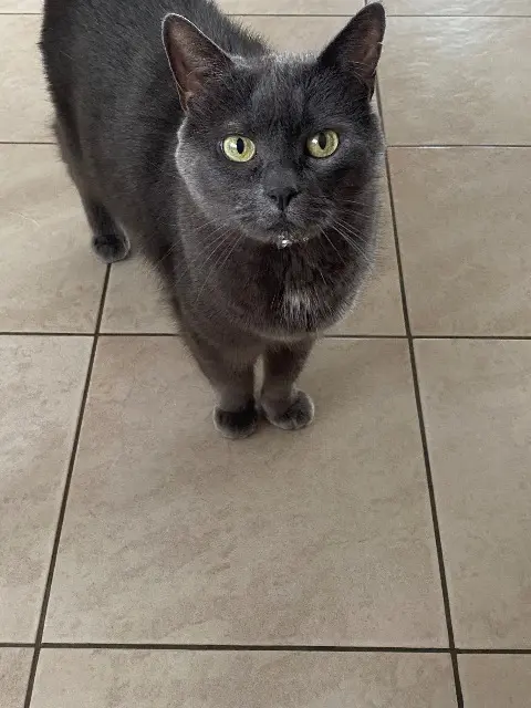 chatte lost   59130 Lambersart Galipette