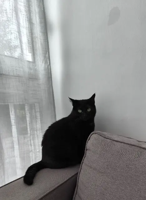 chatte lost   59200 Tourcoing Gece