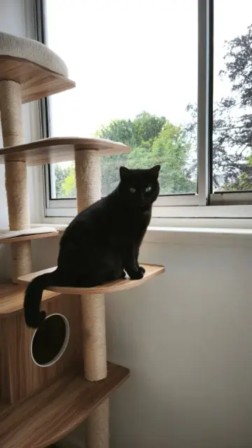chatte lost   59200 Tourcoing Gece