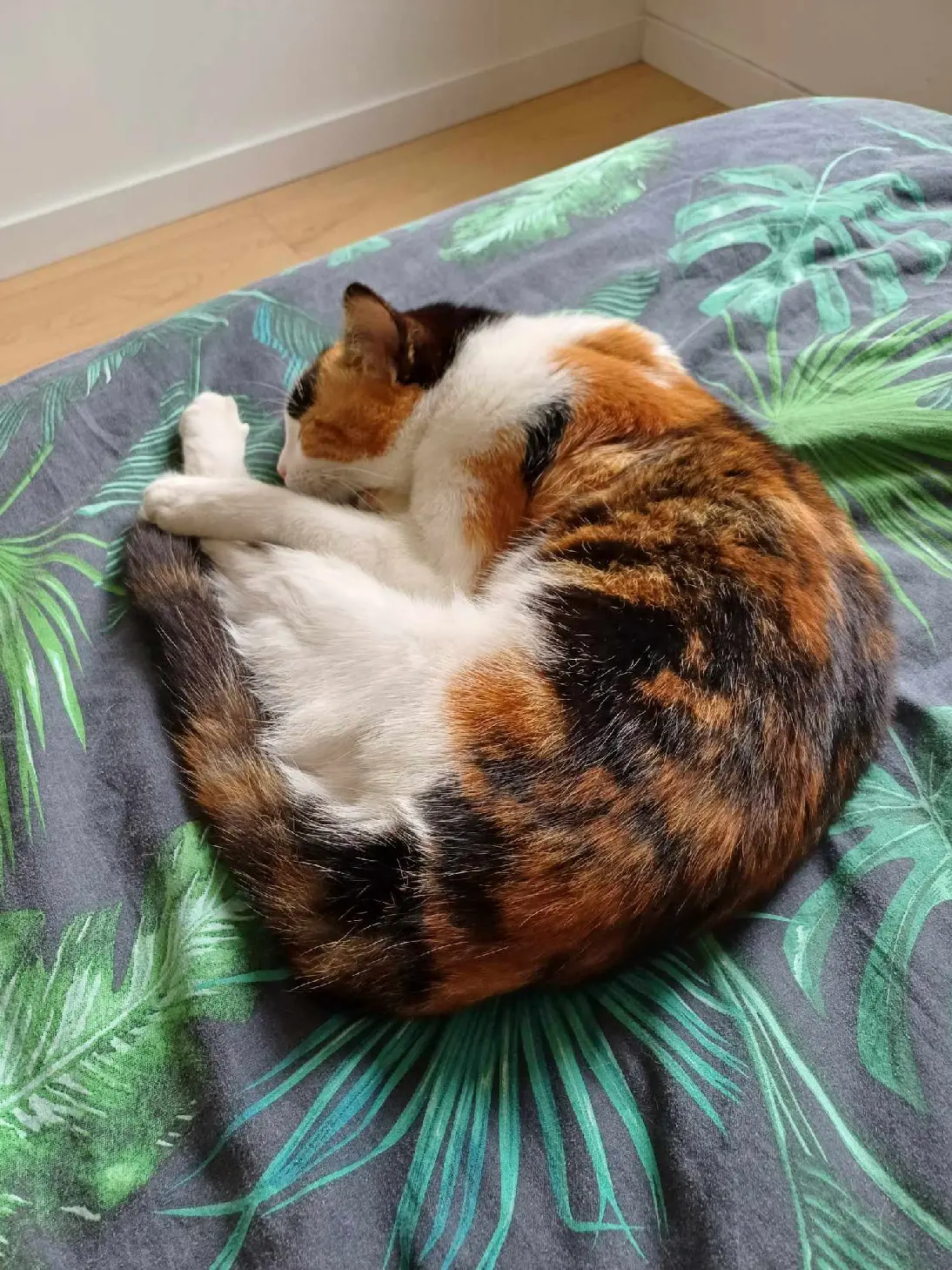 Chatte Perdue 59 Nord - Ginny Chatte Perdue 59 Nord - Ginny