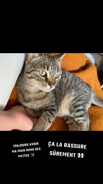 chatte lost   59400 Cauroir Gribouille