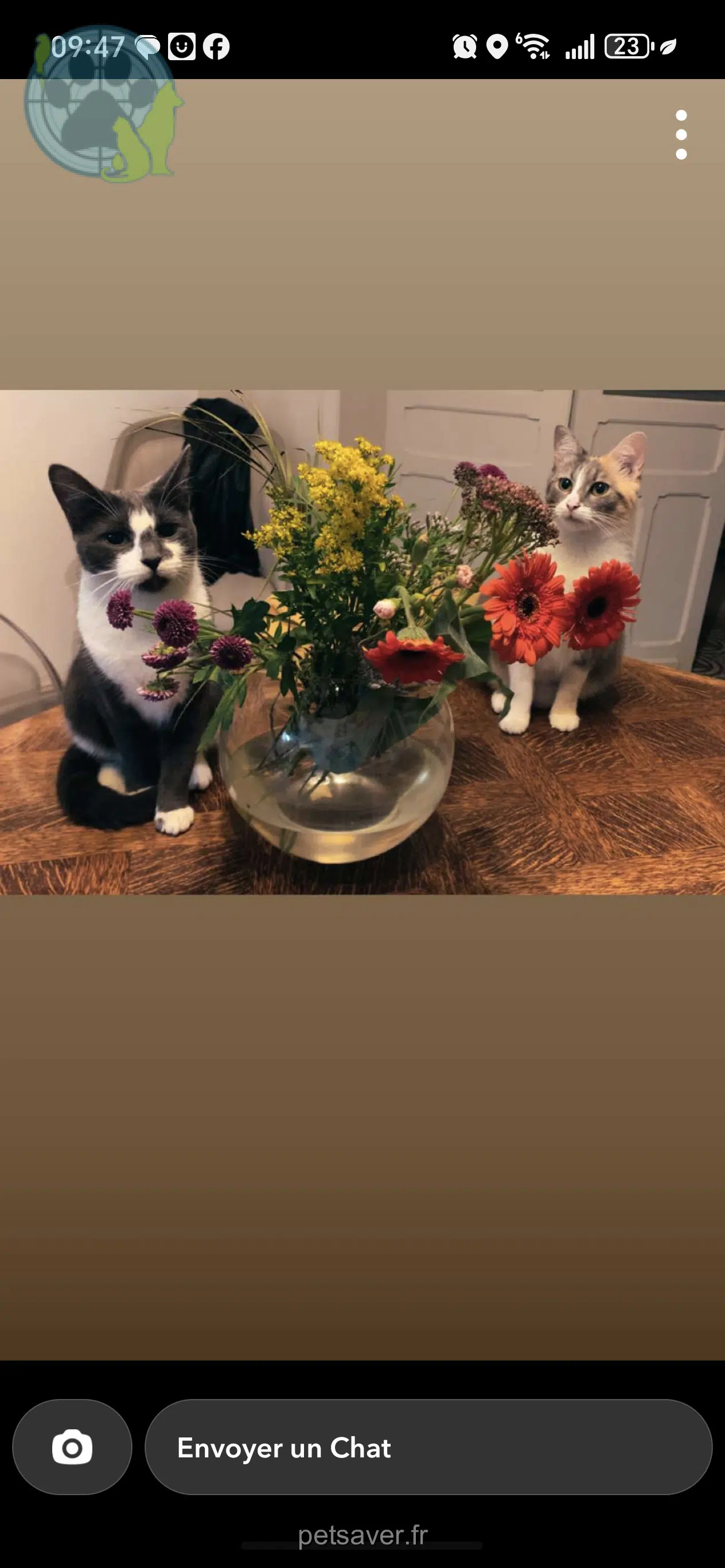 Katze lost   59250 Halluin Grizette