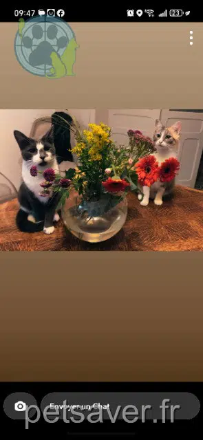 Katze lost   59250 Halluin Grizette