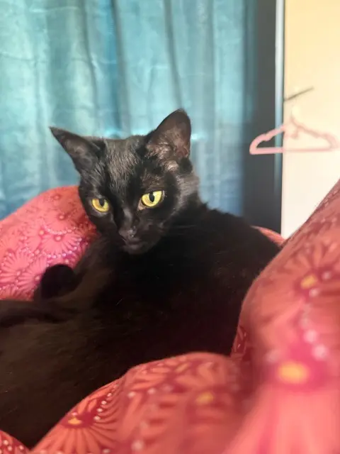 chatte lost    Villeneuve-d'Ascq HAKU